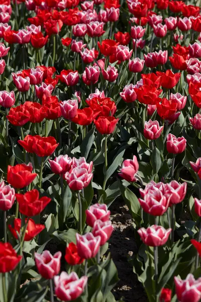 Tulipa Flores Vermelho Rosa Com Bordas Brancas Cores Textura Fundo Fotografia De Stock