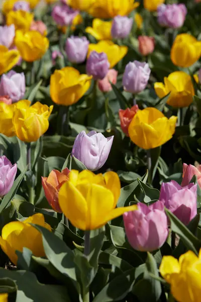 Flores Tulipa Anã Cores Amarelas Roxas Rosa Textura Fundo Luz Fotografia De Stock