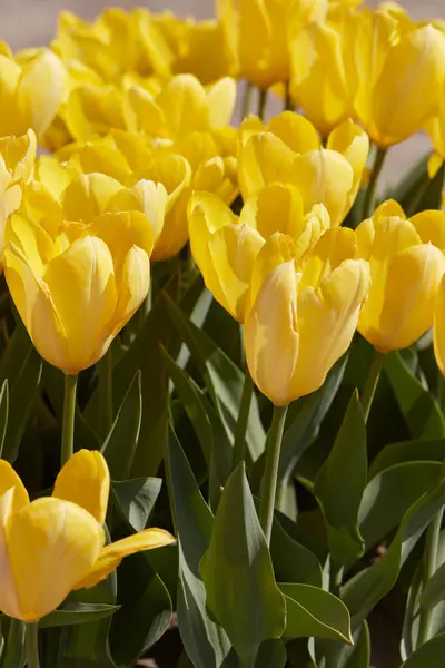Tulipa Amarelo Purissima Flores Luz Solar Primavera Imagens Royalty-Free