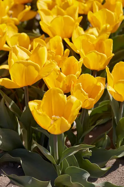 Tulipa Sunny Prince Flores Amarelas Luz Solar Primavera Imagem De Stock
