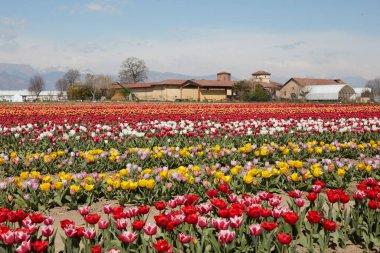 TURIN, İtalya - 29 Mart 2023 Tulipani İtalya Sergisi, renkli lale çiçekleri ve bahar güneşinde tarla