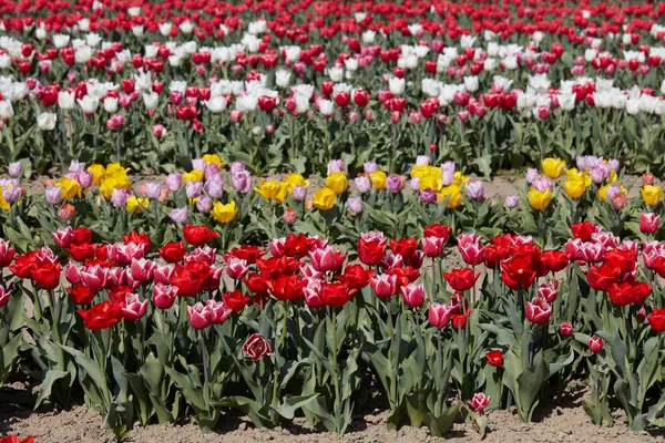 Tulpenfeld Mit Blüten Roten Rosa Weißen Und Gelben Farben Frühlingssonnenlicht — Stockfoto