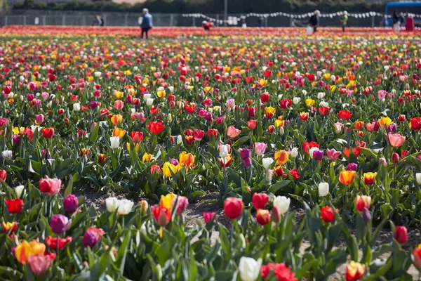 Turin Itália Março 2023 Tulipani Italiani Exposição Flores Tulipa Coloridas Fotografias De Stock Royalty-Free