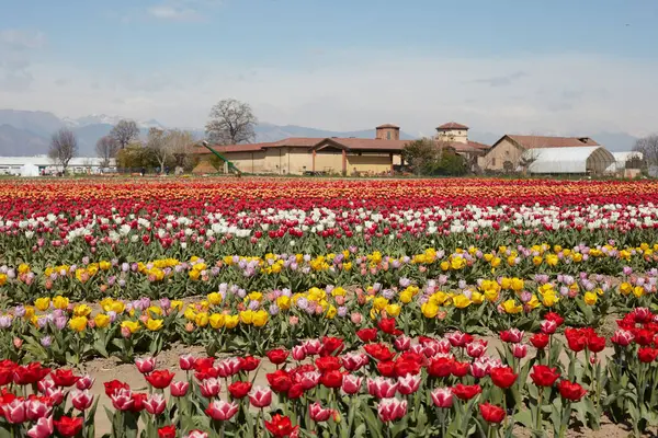 Turin Itália Março 2023 Tulipani Italiani Exposição Flores Tulipa Coloridas Imagem De Stock