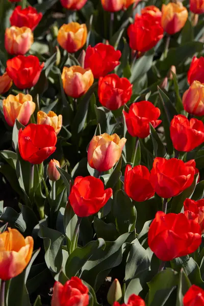 Tulipa Flores Cores Vermelhas Amarelas Textura Fundo Luz Solar Primavera Fotografia De Stock