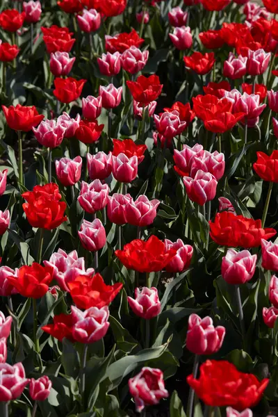 Tulipa Flores Vermelho Rosa Com Bordas Brancas Cores Textura Fundo Imagem De Stock
