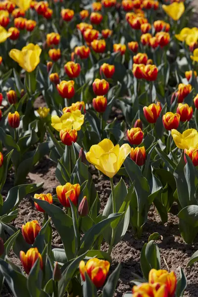 Tulipa Flores Cores Amarelas Vermelhas Campo Luz Solar Primavera Imagem De Stock