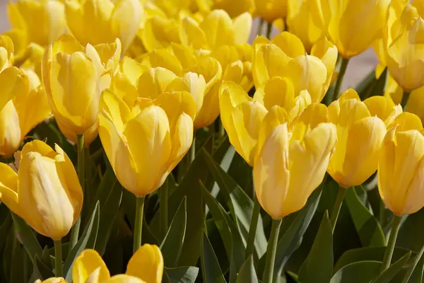 Tulipa Amarelo Purissima Flores Luz Solar Primavera Imagem De Stock