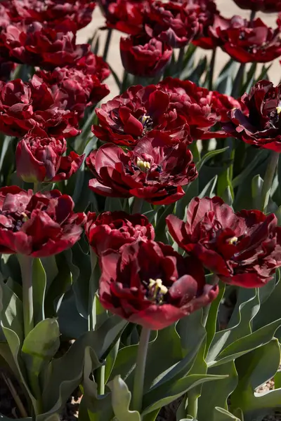 Tulipa Palmyra Flores Vermelhas Escuras Luz Solar Primavera Imagens Royalty-Free