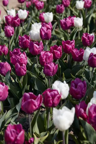 Tulipán Virágok Lila Fehér Színekben Textúra Háttér Tavaszi Napfény Stock Fotó