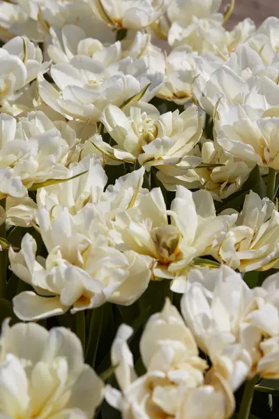 Tulipán Exotický Císař Bílé Květy Textura Pozadí Jaře Slunce Royalty Free Stock Fotografie