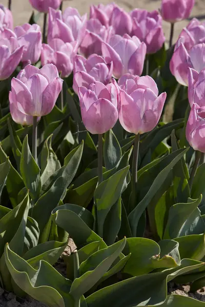 Tulipán Fény Rózsaszín Herceg Virágok Tavasszal Napfény Stock Kép