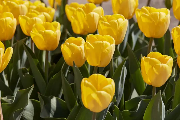 Tulpe Golden Apeldoorn Gelbe Blüten Frühlingssonnenlicht lizenzfreie Stockbilder