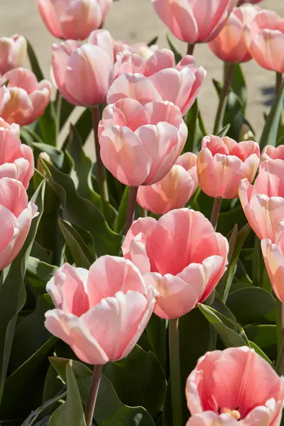 Tulipano Salmone Impressione Fiori Rosa Alla Luce Del Sole Primaverile Immagini Stock Royalty Free