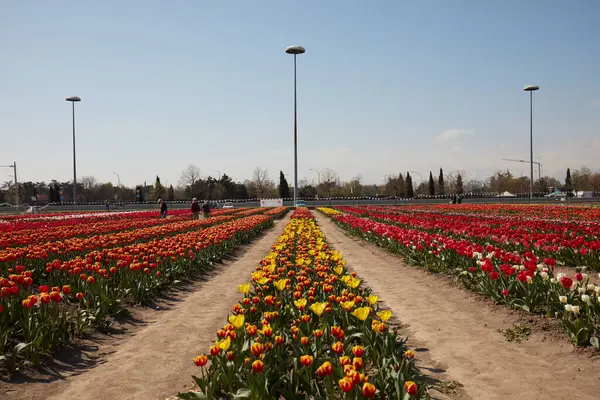 Τουριν Ιταλια Μαρτιου 2023 Tulipani Italiani Έκθεση Πολύχρωμα Λουλούδια Τουλίπας Φωτογραφία Αρχείου