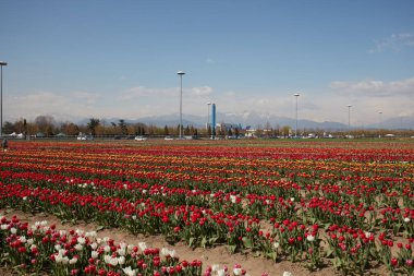 TURIN, İtalya - 29 Mart 2023 Tulipani İtalya Sergisi, renkli lale çiçekleri ve bahar güneşinde tarla