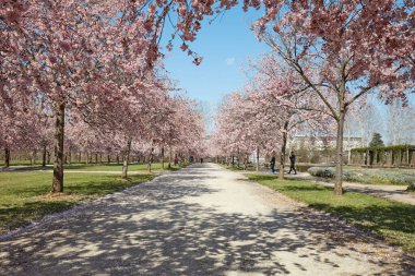 VENARIA GERÇEK, İTALYA - 29 Mart 2023: Reggia di Venaria parkında pembe çiçekli kiraz ağacı çiçeği ve bahar güneşinde insanlar