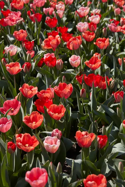 Tulp Bloemen Roze Rode Kleuren Textuur Backgorund Het Voorjaar Zonlicht Stockfoto