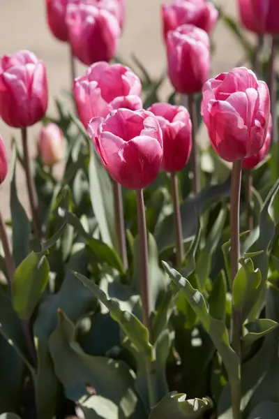 Tulip Jumbo Bunga Merah Muda Musim Semi Sinar Matahari Stok Gambar Bebas Royalti
