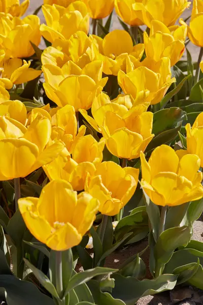 Tulip Sunny Prince Κίτρινα Λουλούδια Στο Φως Του Ήλιου Άνοιξη Εικόνα Αρχείου