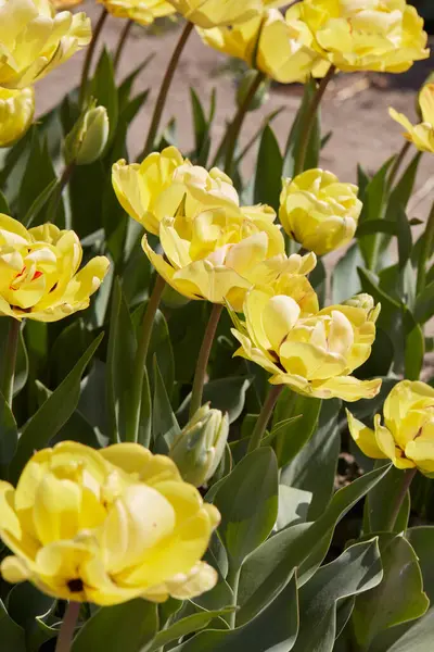 Tulip Akebono Κίτρινα Λουλούδια Στο Φως Της Άνοιξης Εικόνα Αρχείου