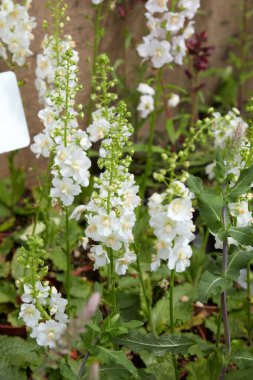 Verbascum Phoeniceum Çiçekli Beyaz Gelin bitkileri 