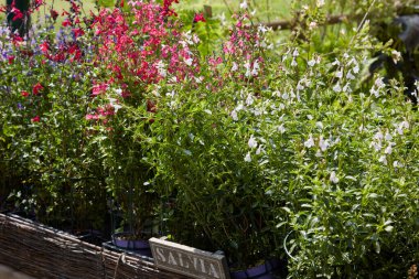 Kırmızı, beyaz ve pembe renklerde renkli çiçekli Salvia bitkileri, güneş ışığı