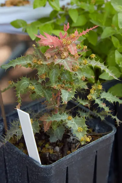 Stock image Berberis haematocarpa or Mahonia haematocarpa, Red Barberry plant in vase