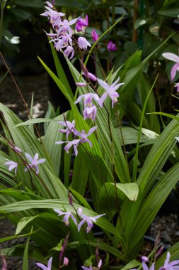 Bletilla Striata Penway Paris mor çiçekli bitkiler