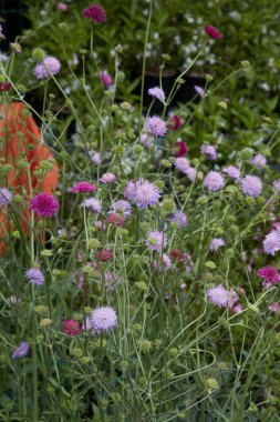 Knautia macedonica or Macedonian scabious herbs with purple flowers  clipart