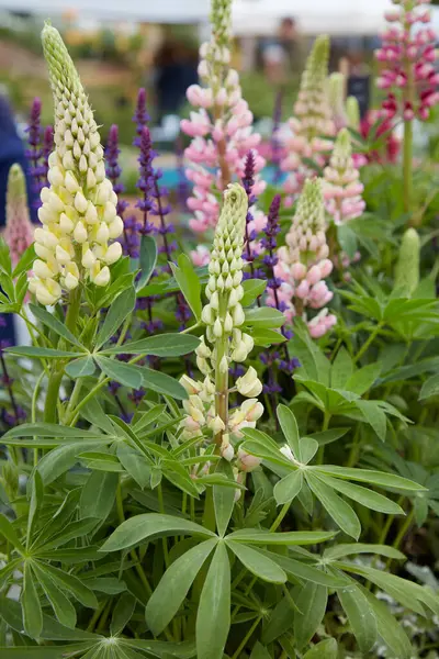 Stock image Lupinus polyphyllus plants with flowers in pink and yellow colors