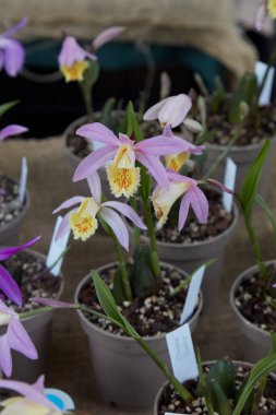 Pleione sunisa orchid plants with pink and yellow flowers  in vases clipart