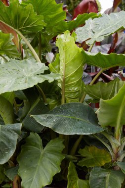 Yapraklarında çiy olan Musa tropikana bitkileri 