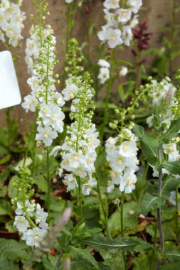 Verbascum Phoeniceum Çiçekli Beyaz Gelin bitkileri 