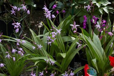 Bletilla Striata Penway Paris mor çiçekli bitkiler
