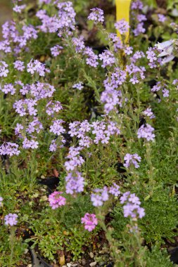 Erinus alpinus ya da mor çiçekli yüksükotu otu otu 