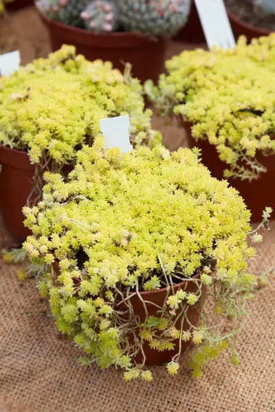 stock image Sedum allantoides goldii in vases