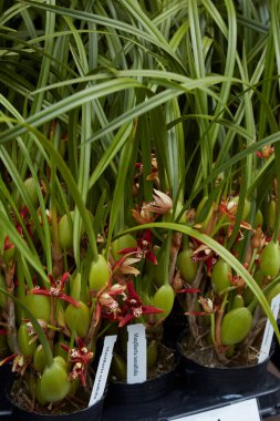 Maxillaria tenuifolia ya da Hindistan cevizli turta orkidesi.