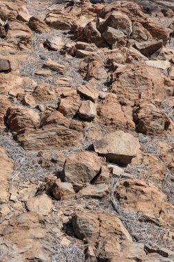 Teide Ulusal Parkı 'nda yüksek irtifada bulunan kayalık volkanik toprak Tenerife, Kanarya Adaları, İspanya' nın en yüksek tepelerinde bulunan uzun Pinus Canariensis 'in kuru çam iğneleriyle kaplıdır.