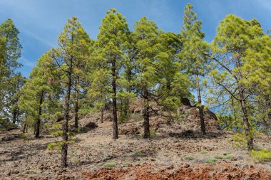 İspanya 'nın Tenerife kentindeki volkanik ormanda yüksek irtifada bulunan ve Kanarya Adaları' na özgü kozalaklı bir ağaç olan Pinus Canariensis olarak da bilinen görkemli Kanarya Çamı 'na bakıyoruz.