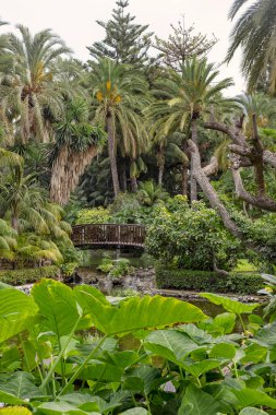 Yoğun yeşillikleri olan yemyeşil bir bahçe. Palmiye ağaçları ve çeşitli egzotik çiçeklerle süslenmiş ahşap ahşap bir köprüyü yeni bir akarsu üzerinde, barışçıl bir tropikal inzivaya çekilmiş.