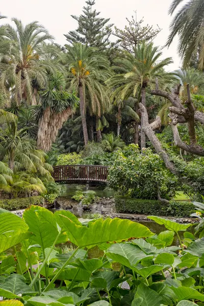 Yoğun yeşillikleri olan yemyeşil bir bahçe. Palmiye ağaçları ve çeşitli egzotik çiçeklerle süslenmiş ahşap ahşap bir köprüyü yeni bir akarsu üzerinde, barışçıl bir tropikal inzivaya çekilmiş.