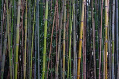Genç bir ormanda dikey olarak yükselen bambu sapları, dokunun arka planı, renk değişimi ve doğal simetri, sürdürülebilirlik, denge, meditasyon veya çevre dostu organik materyaller konsepti