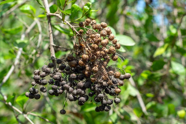 Semințe Planta Henna — Fotografie, imagine de stoc