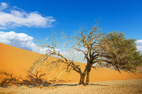 Dunas Secas Árvores Areia Deserto Namib — Fotografia de Stock