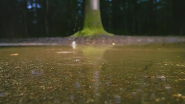 Regentropfen Fallen Auf Pfütze — Stockvideo