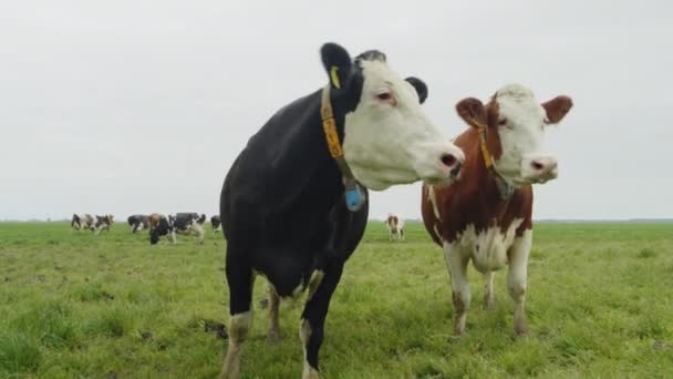 Rebaño Vacas Caminando Campo Primavera Frisia Países Bajos — Vídeos de Stock