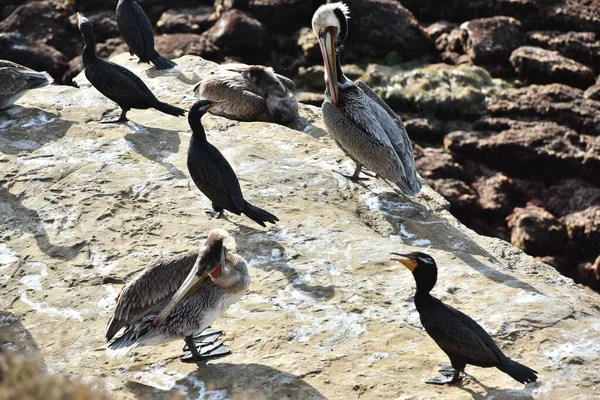 Wild bird at La Jolla beach