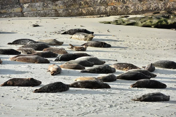 Sea lions resting at La Jolla beach, San Diego