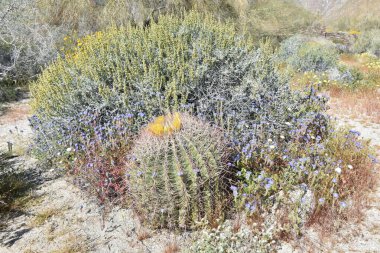 Güney Kaliforniya 'daki Anza Borrego Ulusal Parkı' nda çöl çiçek açıyor.
